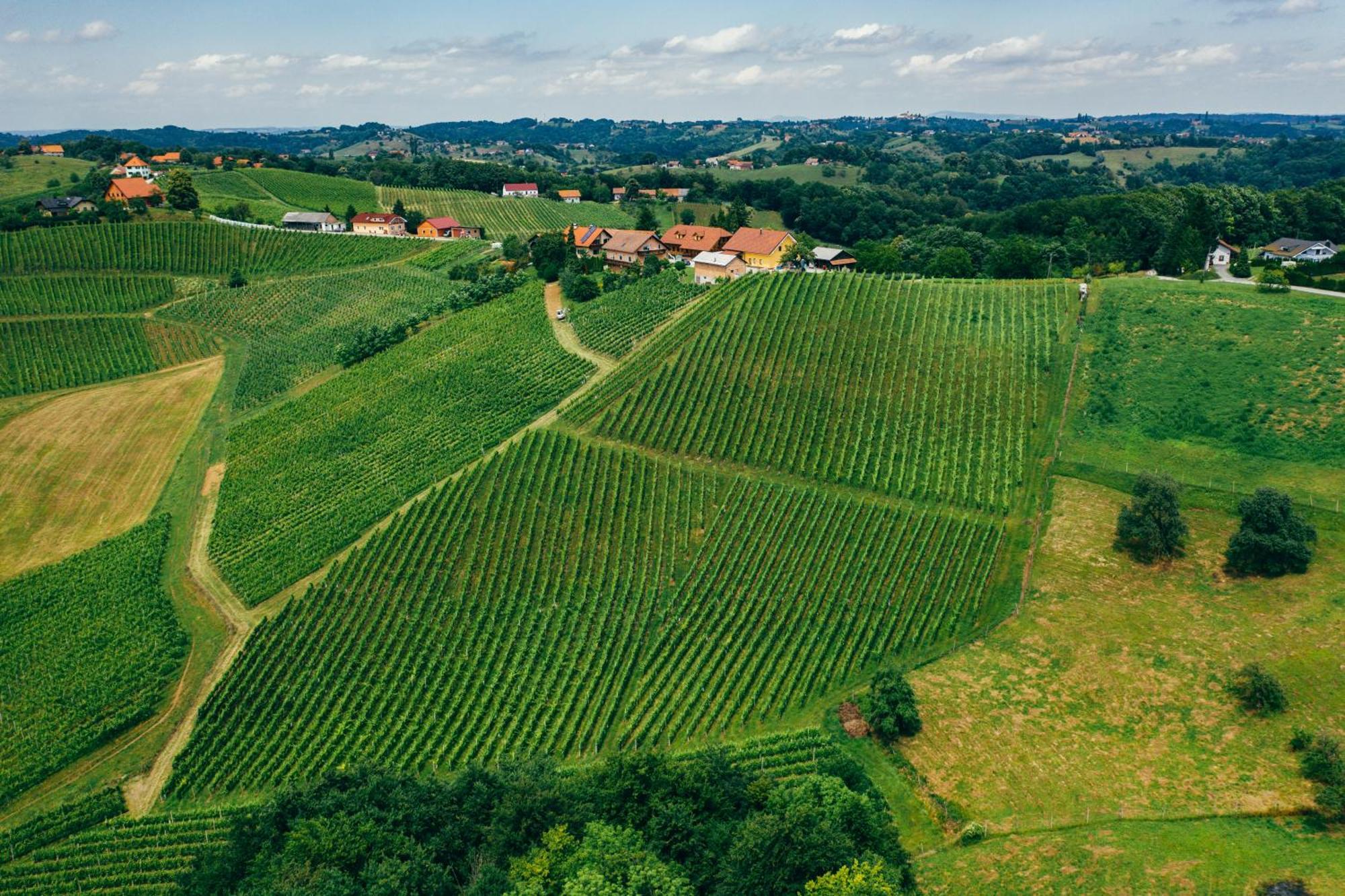 Bed and Breakfast Wine & Tourism Bracko Spodnji Jakobski Dol Exteriér fotografie